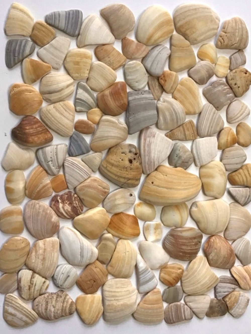 Seashell FRAGMENTS 100 Clam Shell Smooth Mosaic Pieces Jewelry Arts Crafts Decor